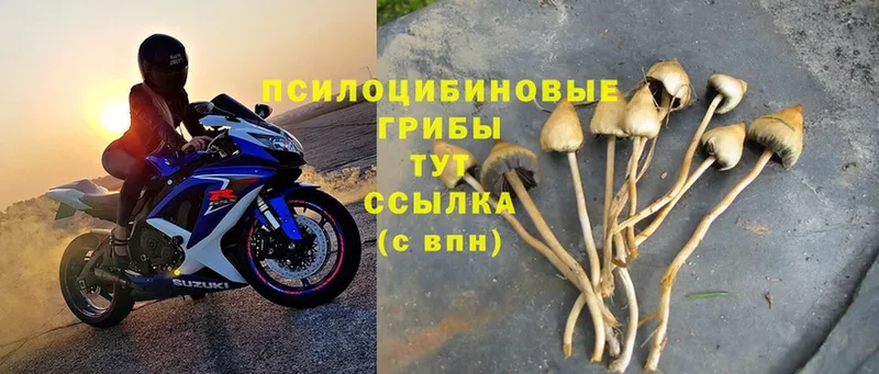 Псилоцибиновые грибы MAGIC MUSHROOMS  Жуковский 